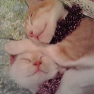 姉妹の里親になって下さい！