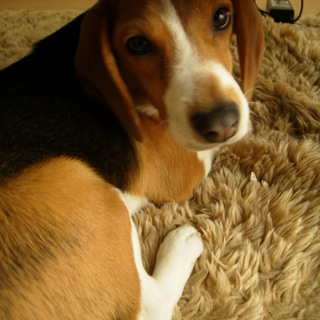 ビーグル６ヶ月女の子です