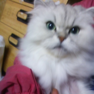 緊急募集です。とても飼いやすい子です4