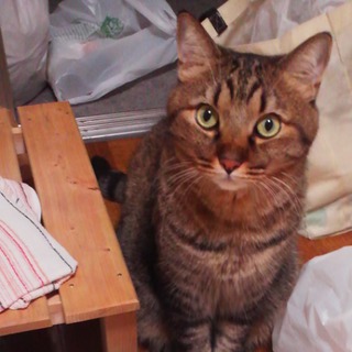 緊急募集です。とても飼いやすい子です2