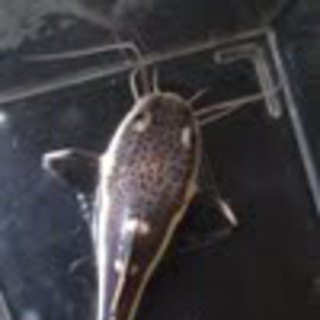 レッドテールキャット里親募集