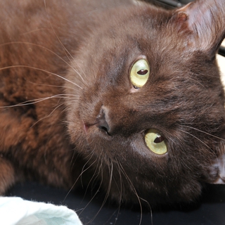 まさお君。スリスリフミフミの良い子。