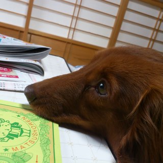 親が老齢になり飼ってくださる方を探しています。