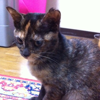 甘えんぼうな子猫です。