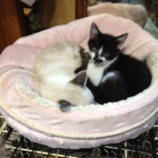 子猫　綺麗です。