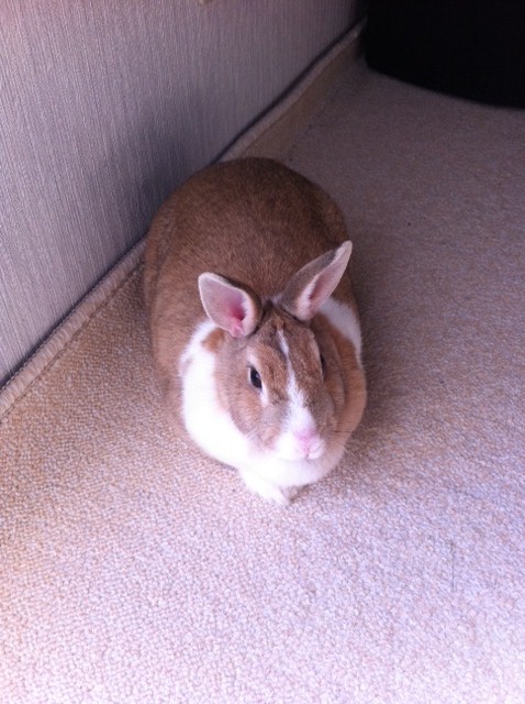 【花（はな）】メス、避妊済み【里親募集！】 サムネイル7