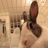 【ハスキー】メス、避妊済み【里親募集！】 サムネイル2