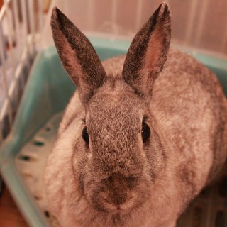 【お嬢】メス、避妊済み【里親募集！】