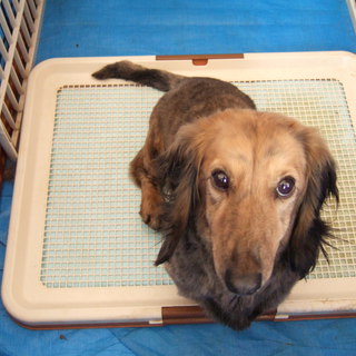 理想の里親様にめぐり合えました！感謝です！