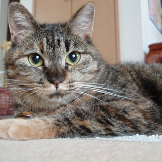 優しい女の子の家族募集です。