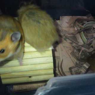 ゴールデンハムスターの里親募集