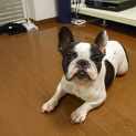 フレンチブルドッグ（オス）の里親募集