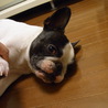 フレンチブルドッグ（オス）の里親募集 サムネイル2