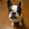 フレンチブルドッグ（オス）の里親募集 サムネイル3