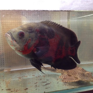 タイガーオスカーの里親募集