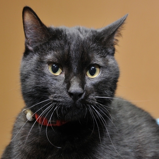 えいた君。ハンサムで温厚な良い子。