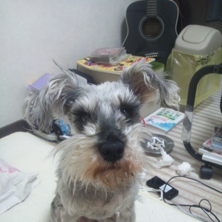 里親になってください！