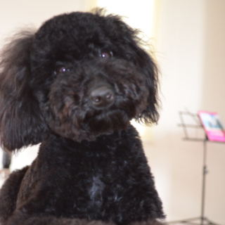 足の長い黒のトイプードル