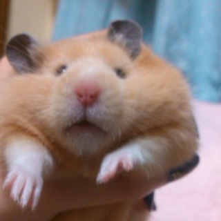 キンクマの女の子