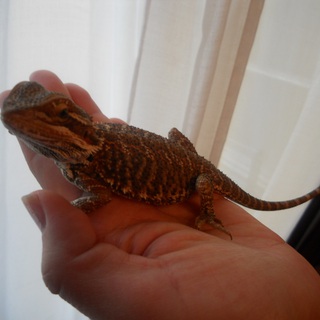 フトアゴヒゲトカゲ　推定１歳半