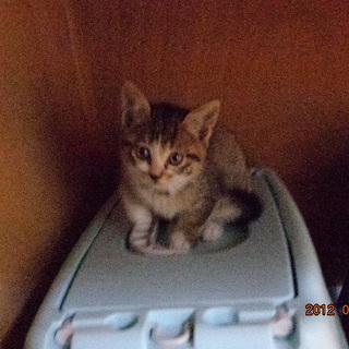 生後一ヶ月ちょいのキジの子猫達に愛の手を