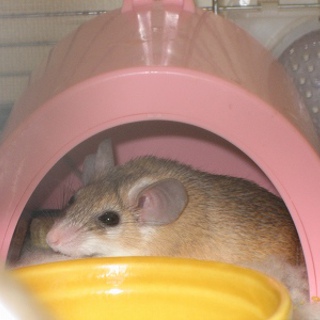 カイロトゲマウス♂里親様募集します。