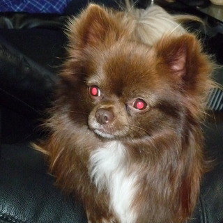 とても元気なチワワの男の子です。