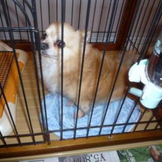 ロングコートチワワの男の子