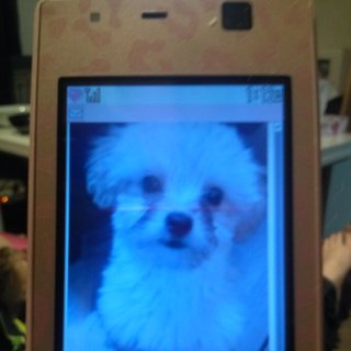 里親決定しました