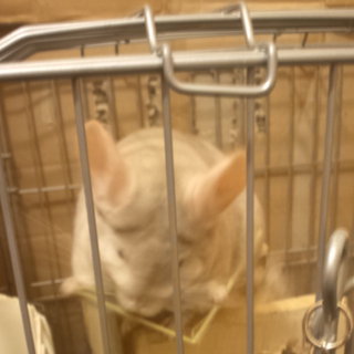 チンチラ　ライトベージュ　（できればもう一匹とペアで）