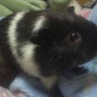 決まりました。ありがとうございました！