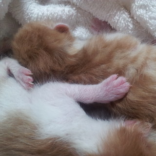 生まれたての子猫の里親探してます。