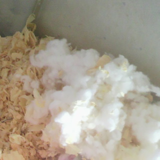 とても愛らしい子たちです