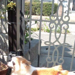 チワワメスの里親募集します