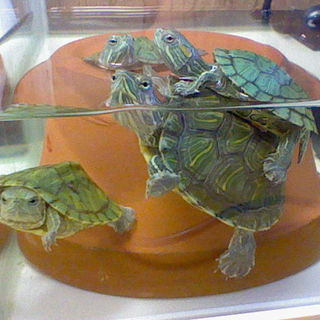 ミドリガメ、日本イシガメ、クサガメ里親募集