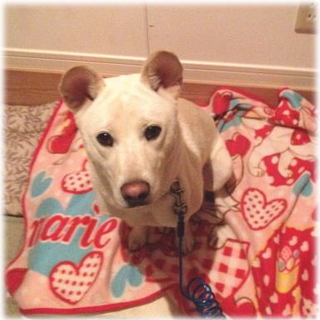 穏やかで優しくおしとやかなレディです