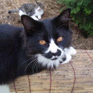 大切にしてくださる方急募しております