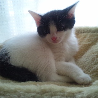 里親様決定しました