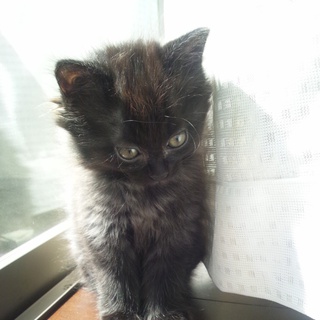 里親様決定しました