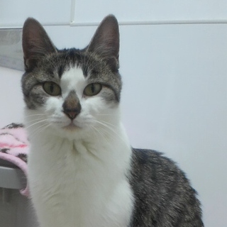 愛嬌のある顔の甘ったれ