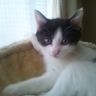 里親募集(子猫3匹)