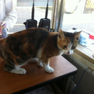 猫の里親を募集します。かわいい三毛猫のメスです。