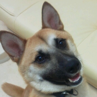 震災による保護犬の　ポン太君　／推定３歳