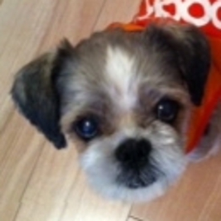 「マロン」シーズー・推定10歳・♂