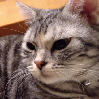 【急募】里親募集