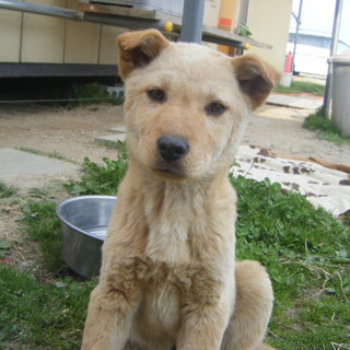 ひとなつっこい仔犬です