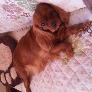 小振りなルビー色のキャバリアです