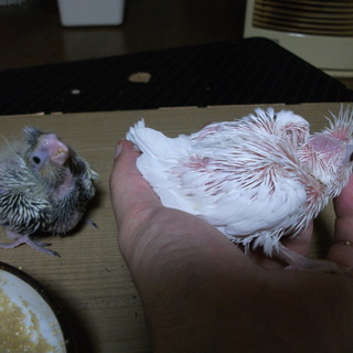 オカメインコの雛①