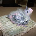 オカメインコの雛②