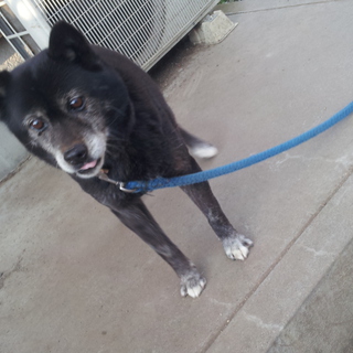 犬を保護しています！